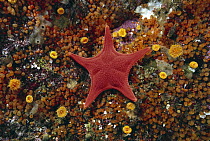 Sea Star (Mediaster aequalis) and Taylor's Colonial Tunicates (Metandrocarpa taylori), British Columbia, Canada
