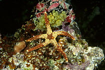 Sea Star (Celerina heffernani) portrait, Manado, North Sulawesi, Indonesia