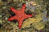 Red Biscuit Star (Pentagonaster dubeni), Jervis Bay, New South Wales, Australia