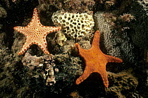 Red Biscuit Star (Pentagonaster dubeni) pair, Aldinga Reef, South Australia