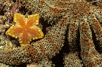 Southern Biscuit Star (Tosia australis) between the arms of a much larger Sea Star, Edithburgh, South Australia