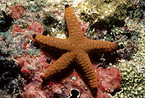 Starfish (Fromia sp) portrait, on rock with algae, Maldive Islands