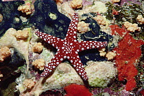 Starfish (Fromia sp) and corals on reef, Red Sea, Egypt