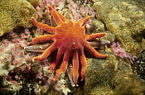 Morning Sun Star (Solaster dawsoni) attacking a Leather Star (Dermasterias imbricata) which it will take a few weeks to consume, British Columbia, Canada