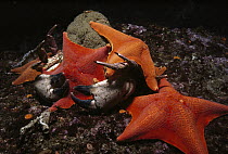 Bat Star (Asterina miniata) group scavenging on dead Pacific Rock Crab (Cancer antennarius), Monterey Bay, California