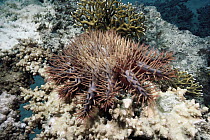 Crown-of-thorns Starfish (Acanthaster planci) feeding on coral reef, Red Sea, Egypt