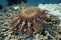 Crown-of-thorns Starfish (Acanthaster planci), Red Sea, Hurghada, Egypt