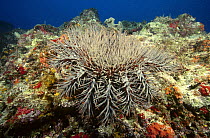 Crown-of-thorns Starfish (Acanthaster planci), Great Barrier Reef, Queensland, Australia