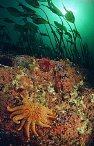 Sunflower Sea Star (Pycnopodia helianthoides) crawling amidst Kelp, Sponge, Sea Anemones, Sea Urchins, and a Sculpin, Quadra Island, British Columbia, Canada