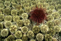 Green Sea Urchin (Strongylocentrotus droebachiensis) group and one Red Sea Urchin (Strongylocentrotus franciscanus), Quadra Island, British Columbia, Canada