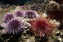 Purple Sea Urchin (Strongylocentrotus purpuratus) and Red Sea Urchin (Strongylocentrotus franciscanus) group, Channel Islands, California