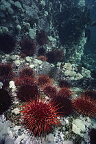 Red Sea Urchin (Strongylocentrotus franciscanus) in urchin barren, Vancouver Island, British Columbia, Canada