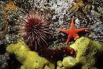 Sea Star (Mediaster aequalis), California Sea Cucumber (Parastichopus californicus) and Red Sea Urchin (Strongylocentrotus franciscanus), British Columbia, Canada