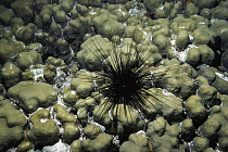 Caribbean Long-spined Urchin (Diadema antillarum) on coral, South Caicos, British West Indies
