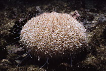Flower Urchin (Toxopneustes roseus) with tentacles extended to feed, Galapagos Islands, Ecuador