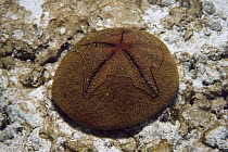 Red Heart Urchin (Meoma ventricosa), Bonaire, Caribbean