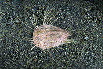 Hearth Urchin (Maretia planulata) burrows in the sand, usually emerging late in the day or at night, Lembeh Strait, Indonesia