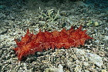 Red-lined Sea Cucumber (Thelenota rubralineata) portrait, New Britain Island, Papua New Guinea