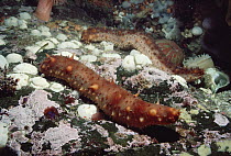 California Sea Cucumber (Parastichopus californicus) pair, underwater, Vancouver Island, British Columbia, Canada