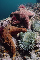 Warty Sea Cucumber (Parastichopus parvimensis) Ochre Sea Star (Pisaster ochraceus) Aggregating Anemone (Anthopleura elegantissima), Channel Islands National Marine Sanctuary, California
