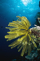 Feather Star (Oxycomanthus bennetti) clinging to a coral prominence to better feed in the current, Coral Sea, Queensland, Australia