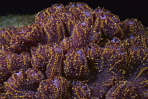 Ascidian (Botrylloides magnicoecum) group, Jervis Bay, New South Wales, Australia