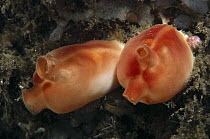 Sea Peach (Halocynthia pyriformis) pair, York, Maine