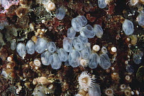 Ascidian (Corella willmeriana), Quadra Island, British Columbia, Canada