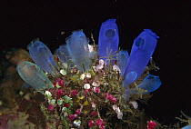 Tunicate (Rhopalaea sp) group surrounded by ascidians, Bali, Indonesia