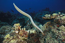 Olive Sea Snake (Aipysurus laevis) swimming, Great Barrier Reef, Australia