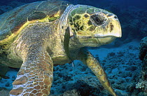 Loggerhead Sea Turtle (Caretta caretta), Lizard Island, Great Barrier Reef, Australia