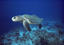Loggerhead Sea Turtle (Caretta caretta) swimming underwater with Remora attached to its carapace, South Caicos, British West Indies