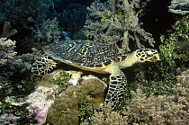 Hawksbill Sea Turtle (Eretmochelys imbricata) camouflaged against rocks, Coral Sea, Queensland, Australia, critically endangered