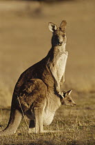 Eastern Grey Kangaroo (Macropus giganteus) mother with joey peering out of pouch, Tidbinbilla National Park, Australia
