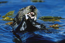 Sea Otter (Enhydra lutris) eating at surface, Monterey, California