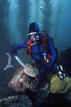 Abalone (Haliotis sp) removed from rock by diver, Channel Islands, California