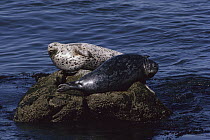 Harbor Seal (Phoca vitulina) pair resting on rock, Monterey Bay, California