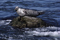 Harbor Seal (Phoca vitulina) balancing on rock, Monterey, California