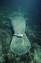 West Indian Manatee (Trichechus manatus) with a radio transmitter attached to its tail, Blue Spring State Park, Florida