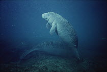 West Indian Manatee (Trichechus manatus) young with the bumpy skin, condition typical of calves at Kings Bay, Crystal River, Florida