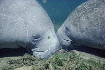 West Indian Manatee (Trichechus manatus) cow and her calf doze together peacefully in the shallows, Kings Bay, Crystal River, Florida