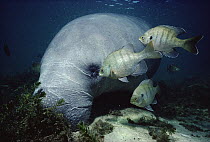West Indian Manatee (Trichechus manatus) has algae on skin picked of by fish as it dozes in the shallows, Kings Bay, Crystal River, Florida