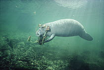 West Indian Manatee (Trichechus manatus) eating Hydrilla (Hydrilla sp) an introduced plant that often clogs waterways, Blue Spring State Park, Florida