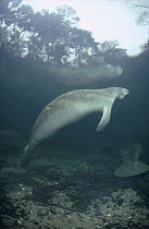 West Indian Manatee (Trichechus manatus) rising to the water's surface to breathe, Blue Spring State Park, Florida
