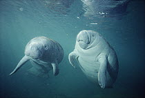 West Indian Manatee (Trichechus manatus) pair underwater, Kings Bay, Crystal River, Florida