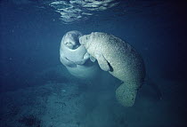 West Indian Manatee (Trichechus manatus) mother with young affected by skin disorder, Kings Bay, Crystal River, Florida