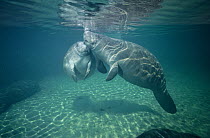 West Indian Manatee (Trichechus manatus) mother and calf nuzzling, Kings Bay, Crystal River, Florida