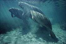 West Indian Manatee (Trichechus manatus) cow nursing a small orphaned calf, Kings Bay, Crystal River, Florida