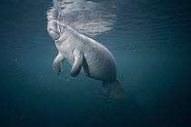 West Indian Manatee (Trichechus manatus) rising to the surface to take a breath of air, Kings Bay, Crystal River, Florida