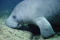West Indian Manatee (Trichechus manatus) dozing on a rock in the main spring near Banana Island, Kings Bay, Crystal River, Florida